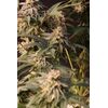 Lemon Cherry Runtz, Фасовка: 1, изображение 6